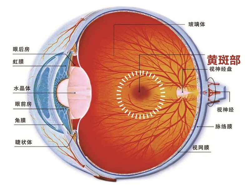 水蛭素、黃斑變性