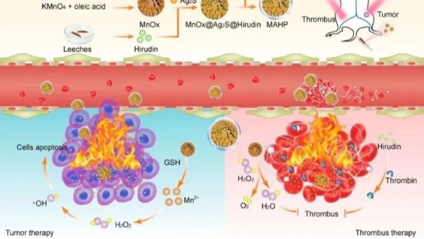 華農(nóng)最新研究：通過仿生納米遞送天然水蛭素，實(shí)現(xiàn)了無創(chuàng)溶栓和有效抗凝