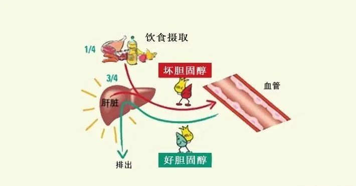 水蛭素、膽固醇、壯醫(yī)水蛭療法培訓(xùn)