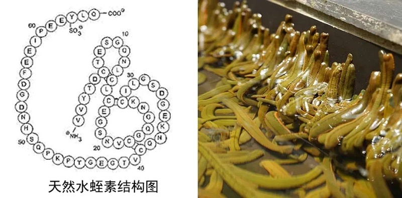 水蛭素、血管堵塞、粥樣硬化