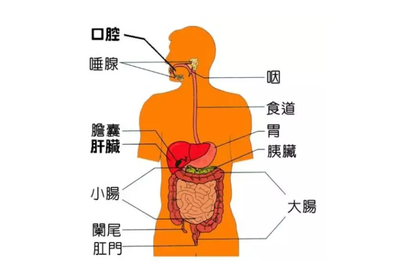 微循環(huán)是微動脈與微靜脈之間毛細(xì)血管中的血液循環(huán)，是循環(huán)系統(tǒng)中最基層的結(jié)構(gòu)和功能單位。它包括微動脈、微靜脈、毛細(xì)淋巴管和組織管道內(nèi)的體液循環(huán)。人體每個器官，每個組織細(xì)胞均要由微循環(huán)提供氧氣、養(yǎng)料，傳遞能量，交流信息，排出二氧化碳及代謝廢物。