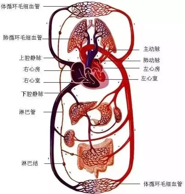 水蛭素、微循環(huán)、轉(zhuǎn)氨酶、消化不良